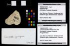 Foto (Objekt + Etikett) von Lemacola jenniferae (Robins et al., 2016)  (NHMW-GEO-1990-0041-2979)